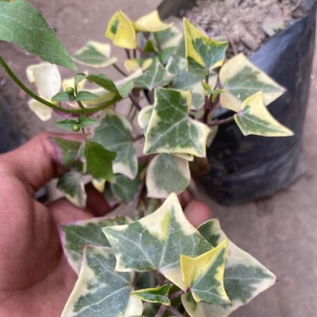 English Ivy Plant (Bare Rooted)