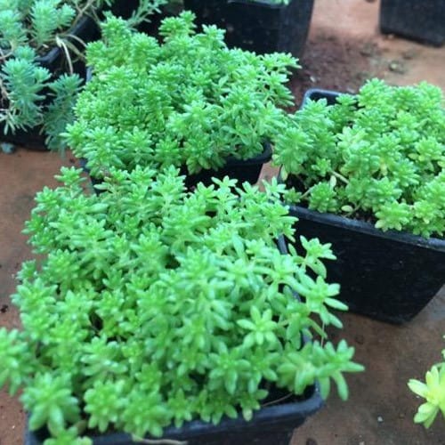 Green Sedum Grass (Bare Rooted)