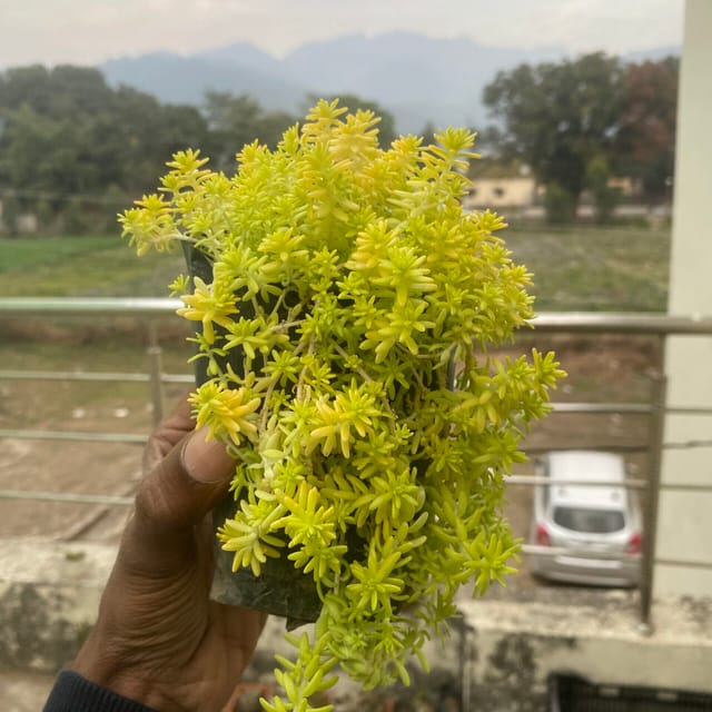 Golden Sedum Grass (Bare Rooted)