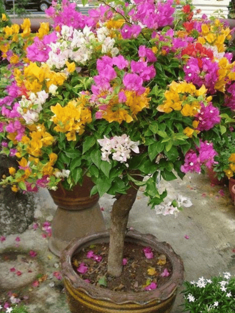 Thai Multi Grafted Bougainvillea Flower Plant (Five Colour Mix )