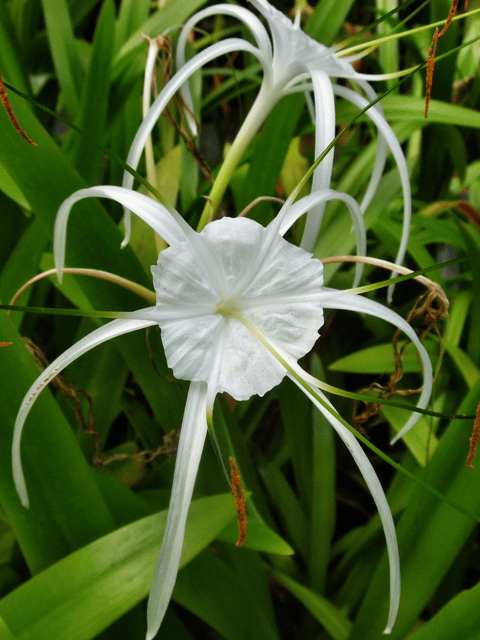 Spider Lily Flower Plant