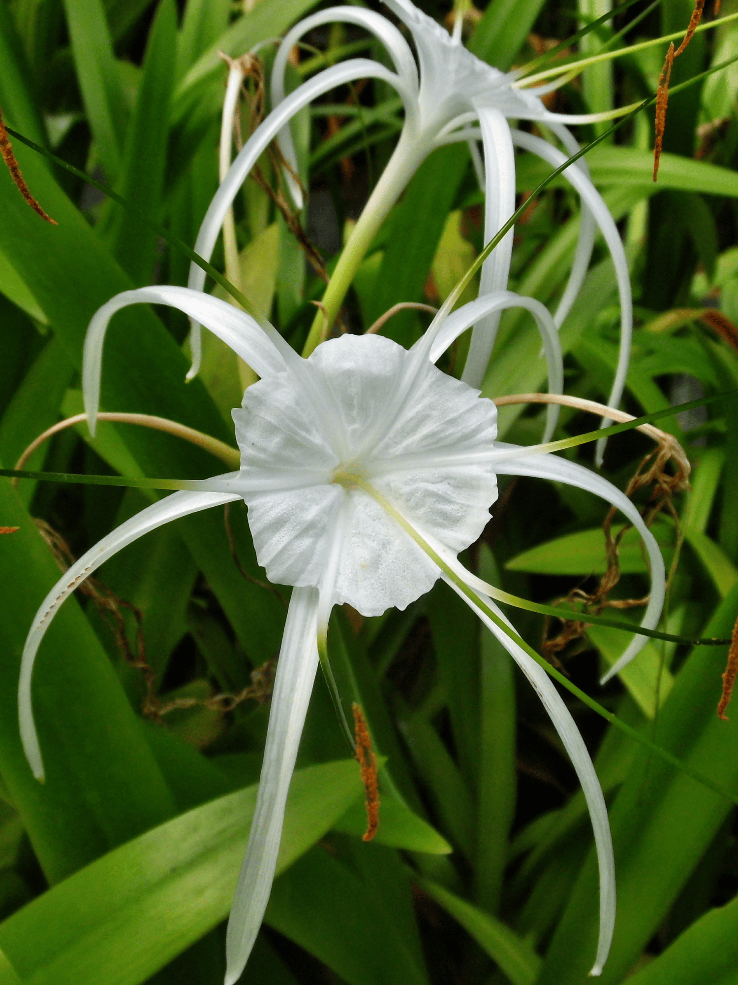 Spider Lily Flower Plant