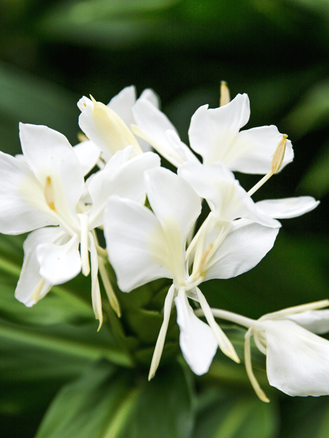 Butterfly Ginger (Dolon Champa) Flower Plant
