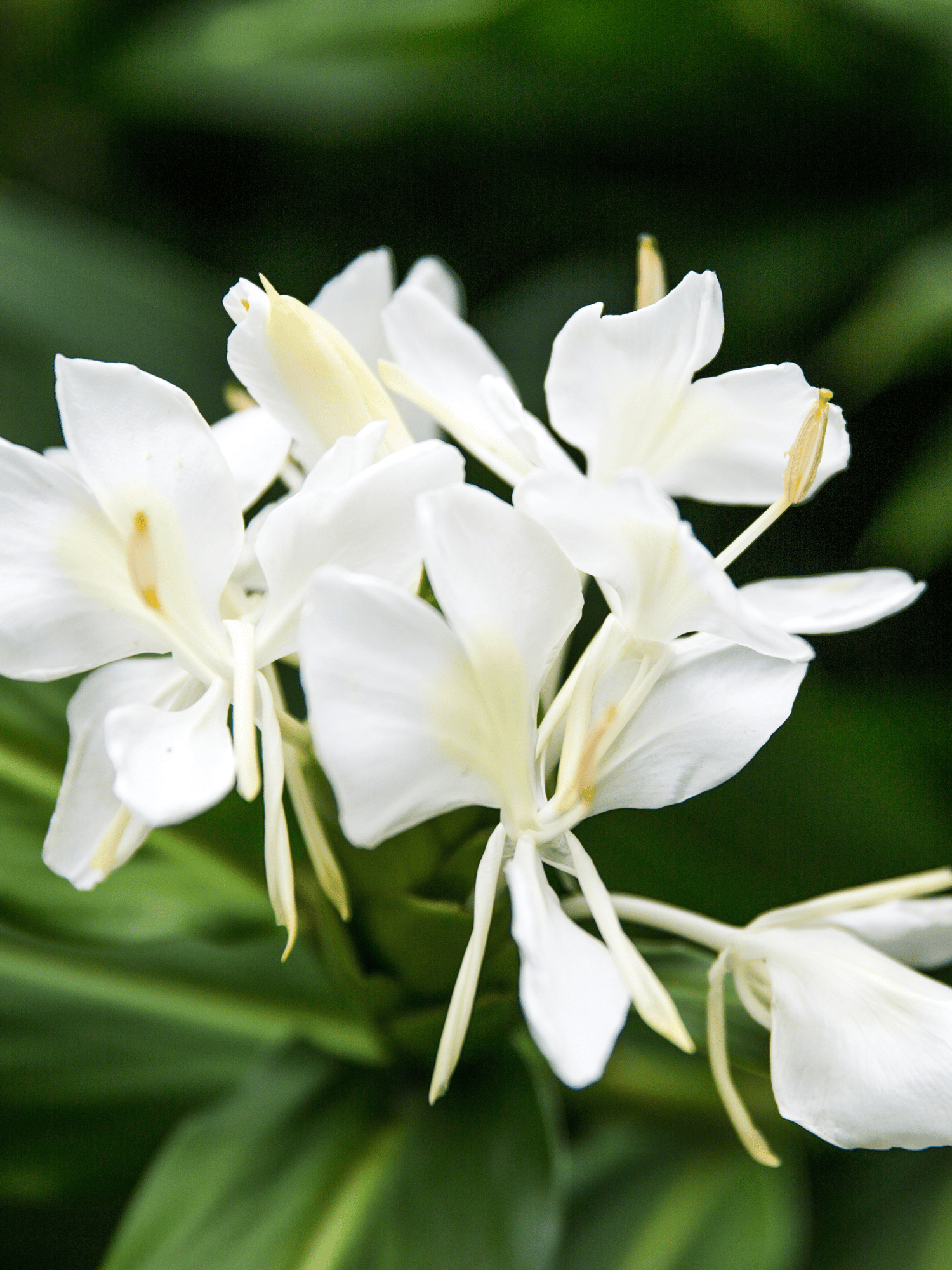 Butterfly Ginger (Dolon Champa) Flower Plant