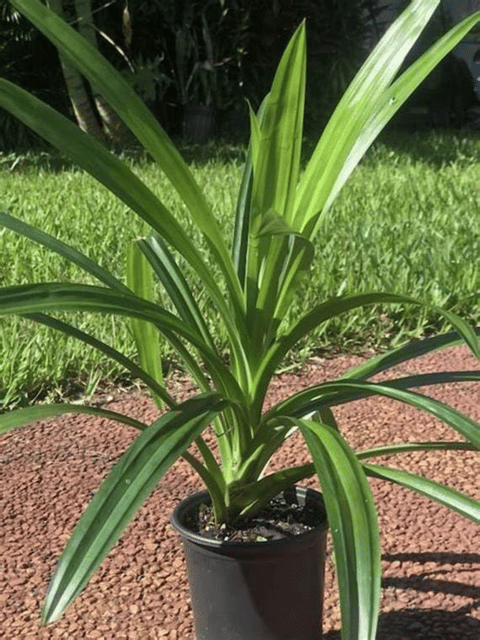 Aromatic Basmati Leaves Plant  (Pandanus Plant)