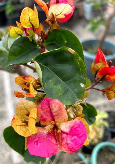 Chitra Bougainvillea