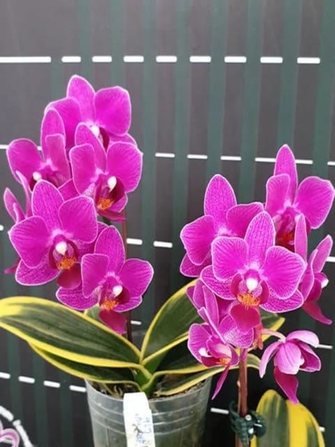 Phalaenopsis Chia E Yenlin Variegata