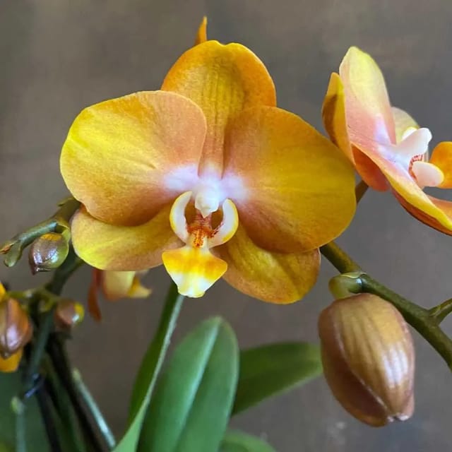 Phalaenopsis Las Vegas