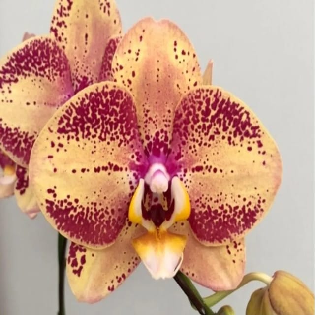 Phalaenopsis Ox Luna Rosa