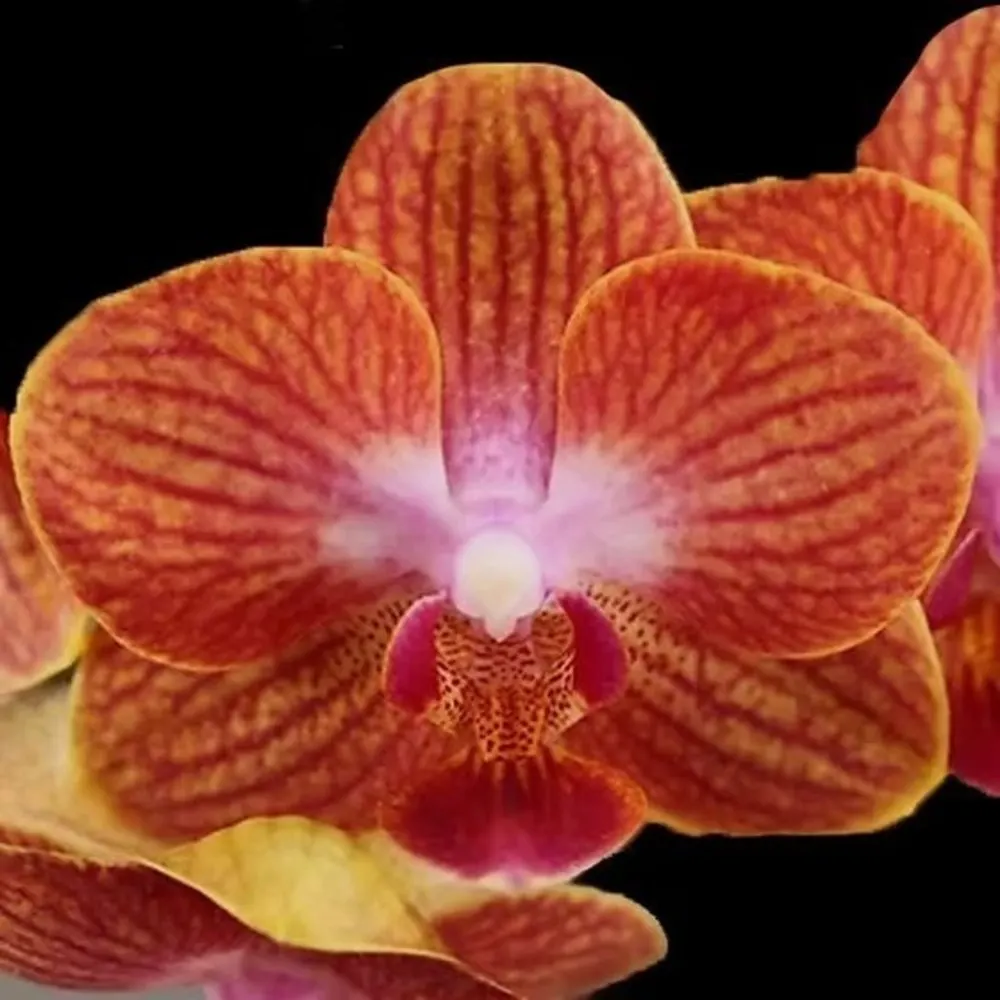 Phalaenopsis Sunset Stripe