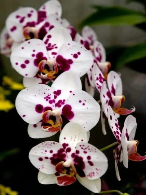 Phalaenopsis Polka Dot