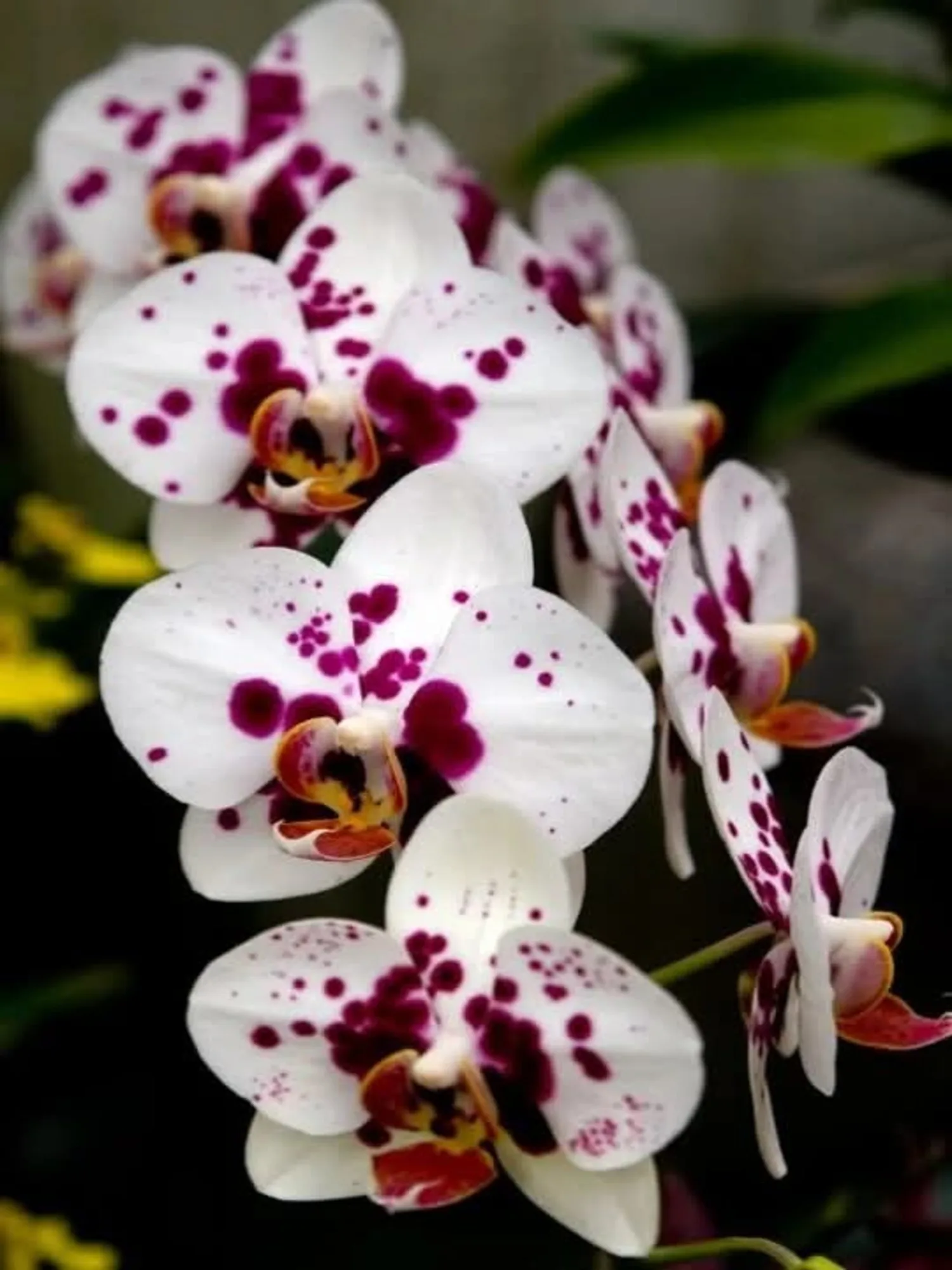 Phalaenopsis Polka Dot