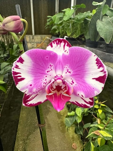 Phalaenopsis Hippie Princess