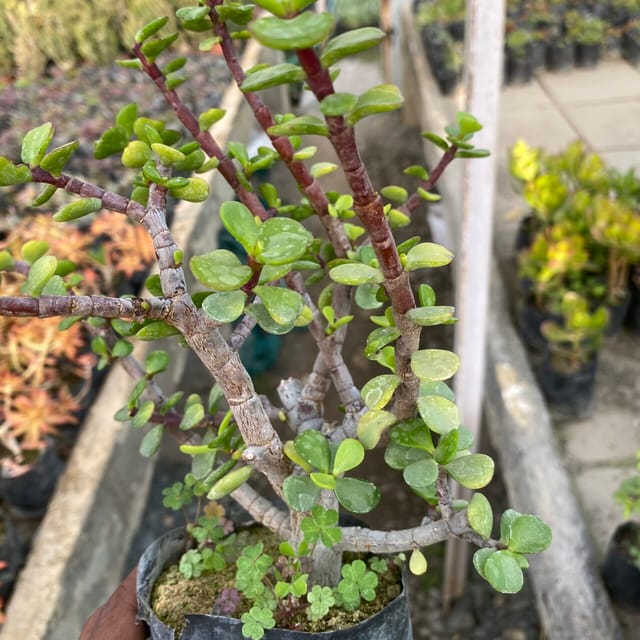 Jade Plant (Bare Rooted)