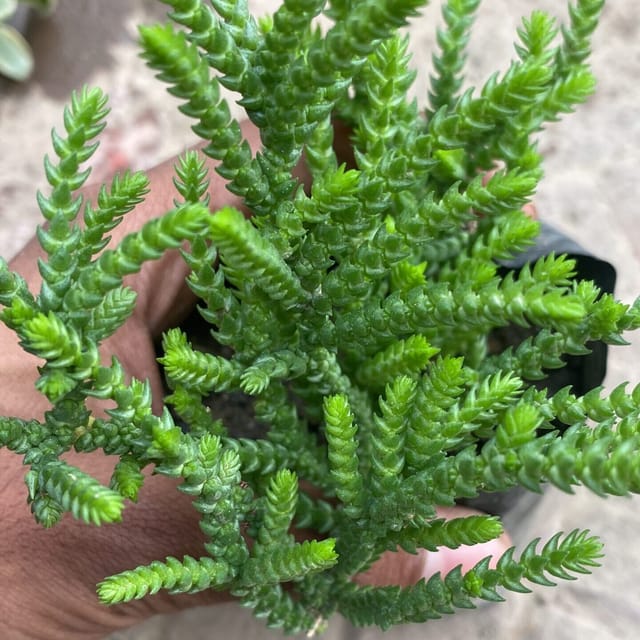 Crassula muscosa (Bare Rooted)