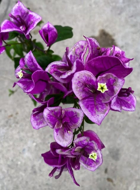 Buttercup Bougainvillea