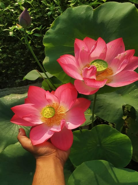 Bowl Lotus Red Shanghai