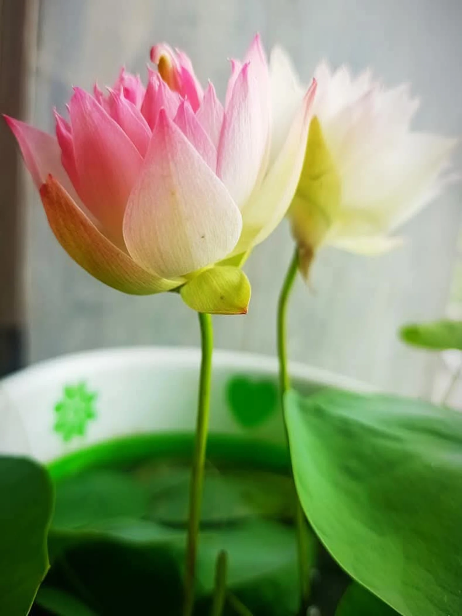 Micro Lotus First Fall Tuber