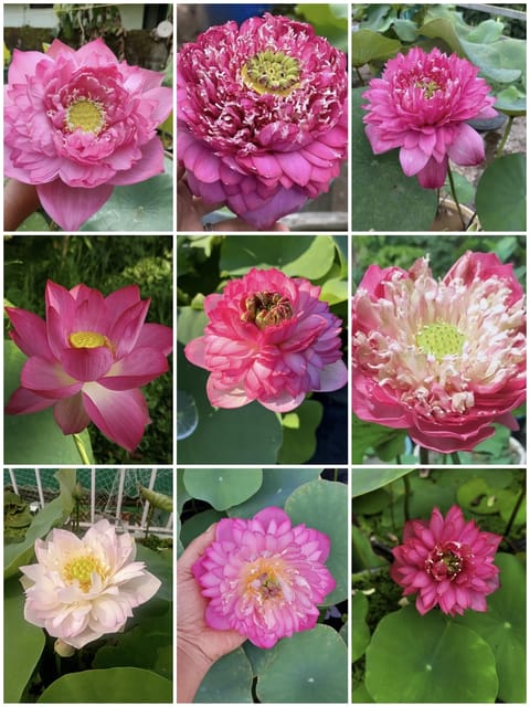 Bowl Lotus Assorted Pink Tuber