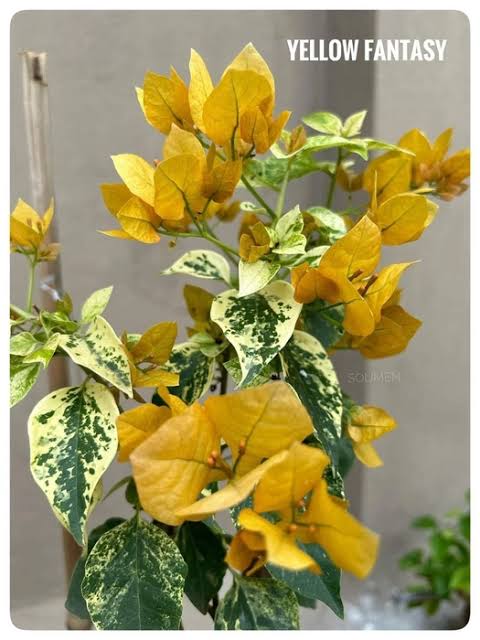 Yellow Fantasy Bougainvillea Flower