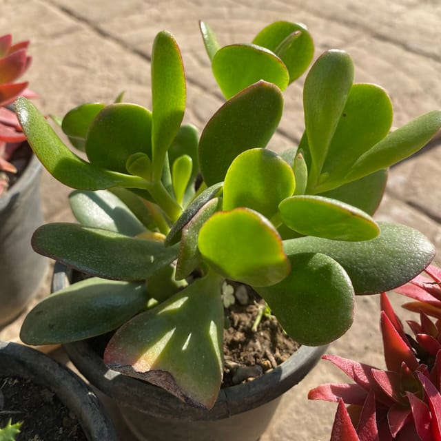 Crassula Ovata (Bare Rooted)