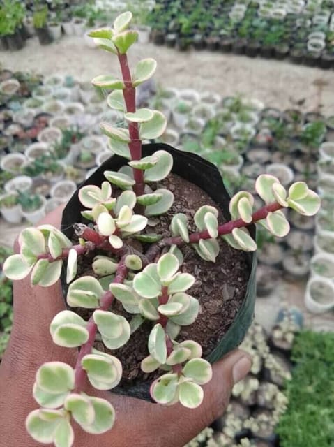 Button Jade Variegated (Bare Rooted)