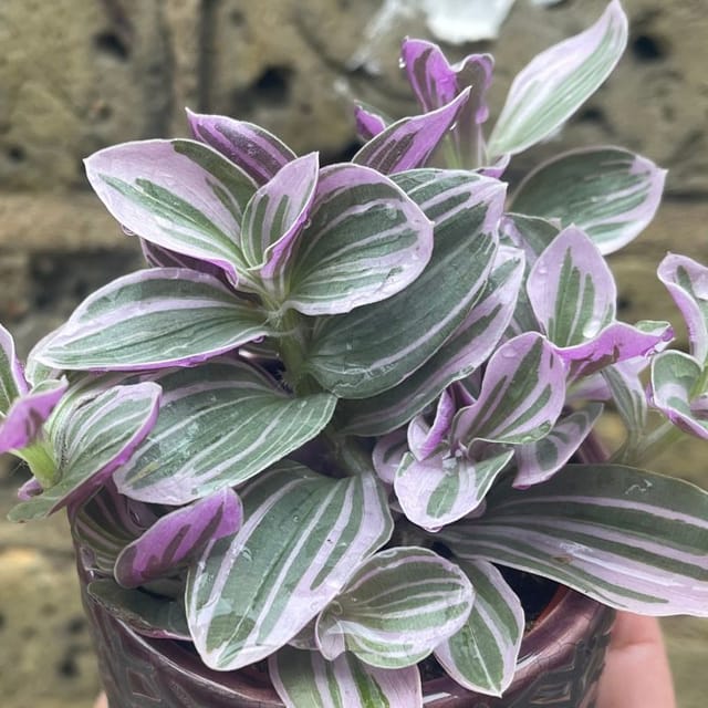 Tradescantia Purple (Bare Rooted)