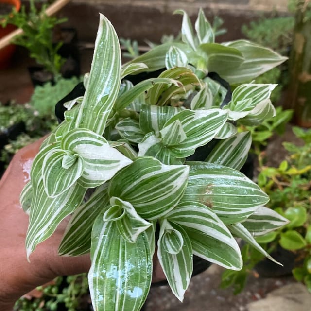 Tradescantia White (Bare Rooted)