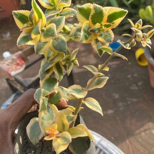 Crassula Sarmentosa (Bare Rooted)