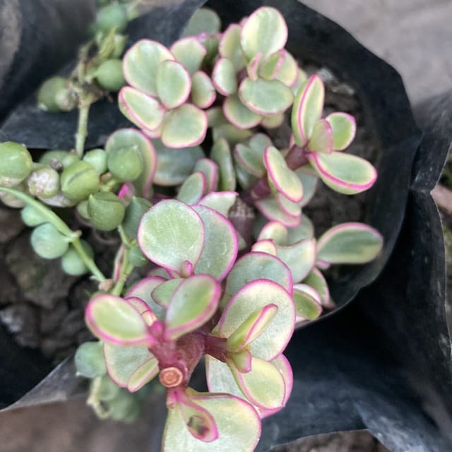 Jade Variegated (Bare Rooted)