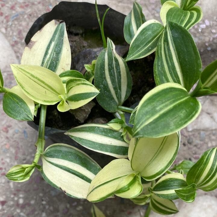 Tradescantia Variegated (Bare Rooted)