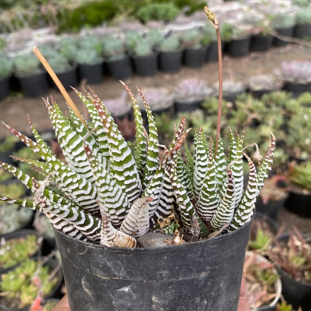Haworthia Zebra Super (Bare Rooted)