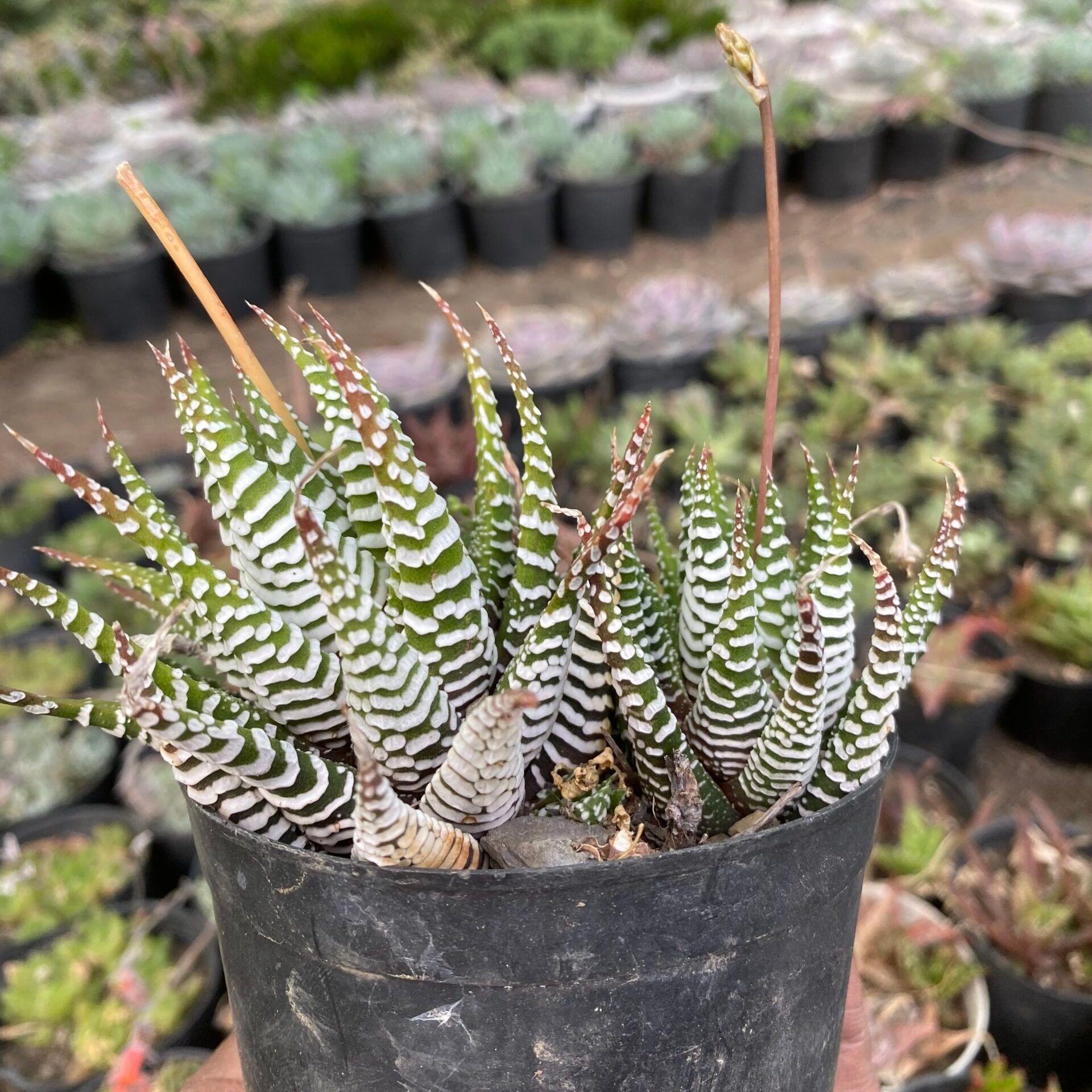 Haworthia Zebra Super (Bare Rooted)