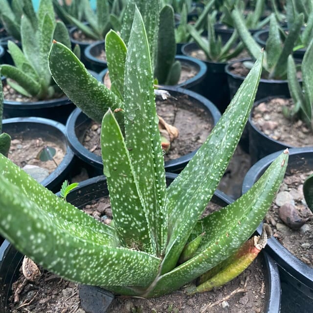 Gasteria – Ox Tongue (Bare Rooted)