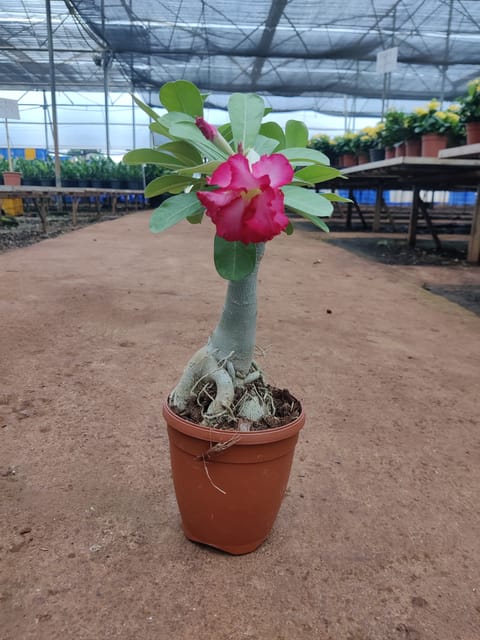 Adenium Plant, Desert Rose (Pink)