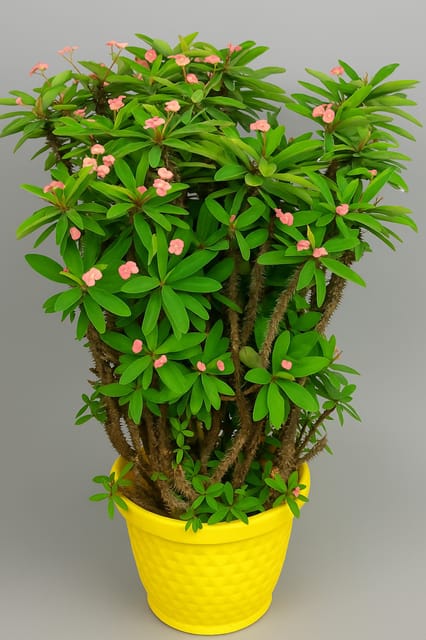 Euphorbia Mili Flower Plant (Pink)