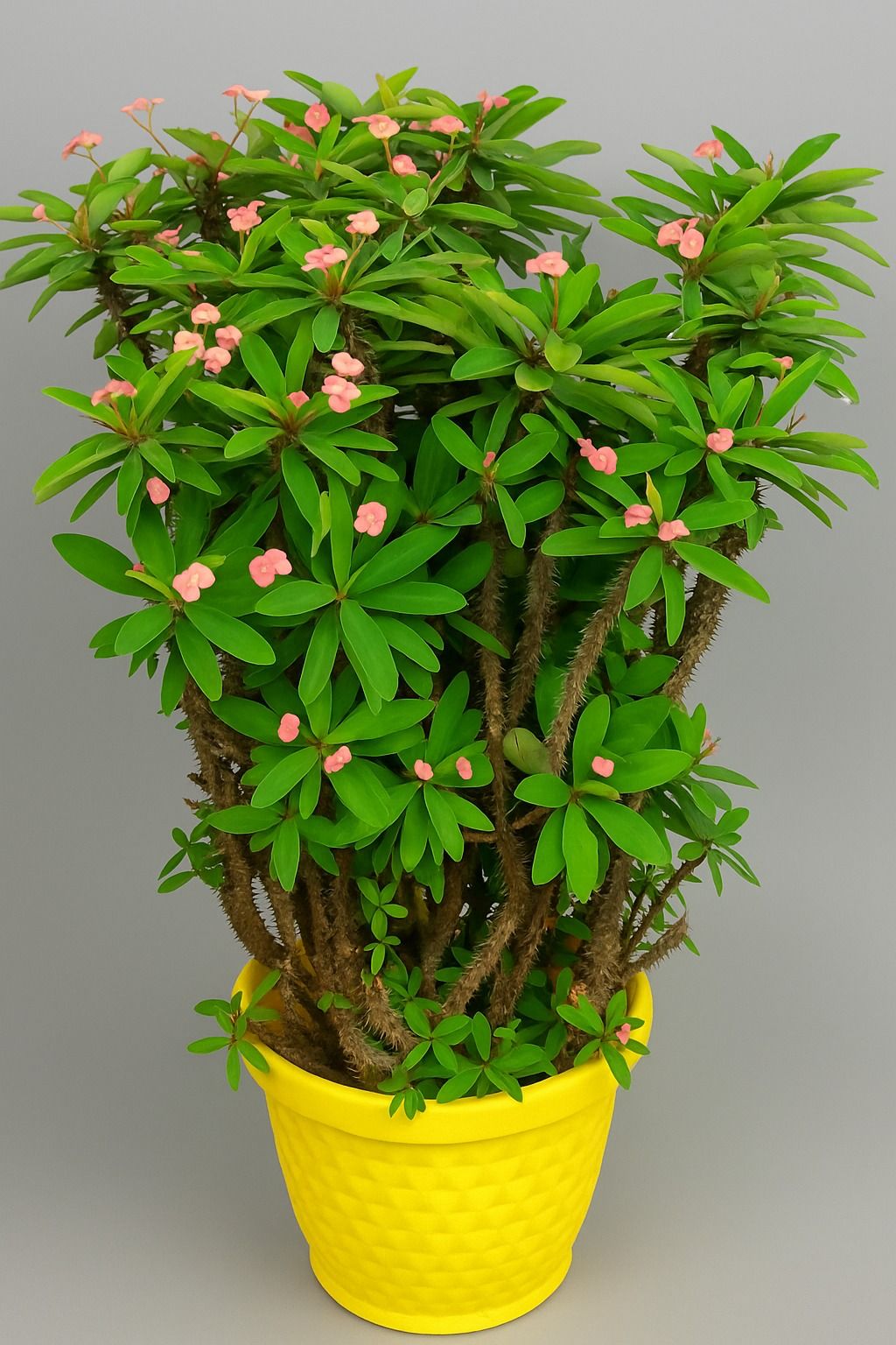 Euphorbia Mili Flower Plant (Pink)
