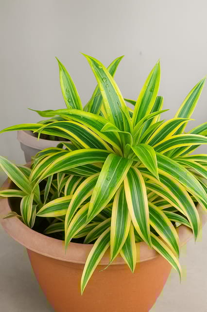 Song of India Plant (Dracaena Reflexa)
