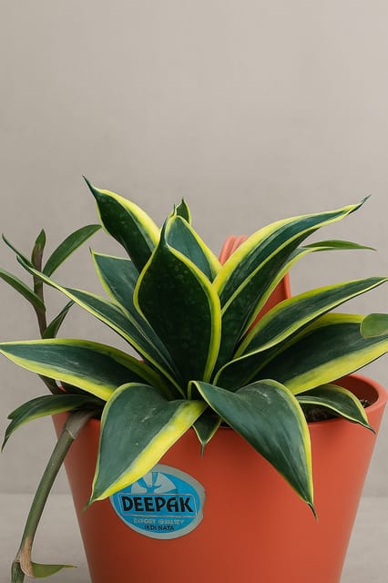 Sansevieria Gold Flame Snake Succulent Plant