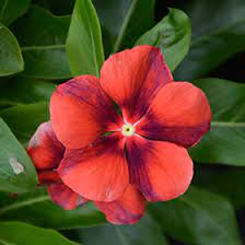 Vinca / Sadabahar (Tattoo Tangerine) Flower Seeds (Pack Of 10 Seeds)