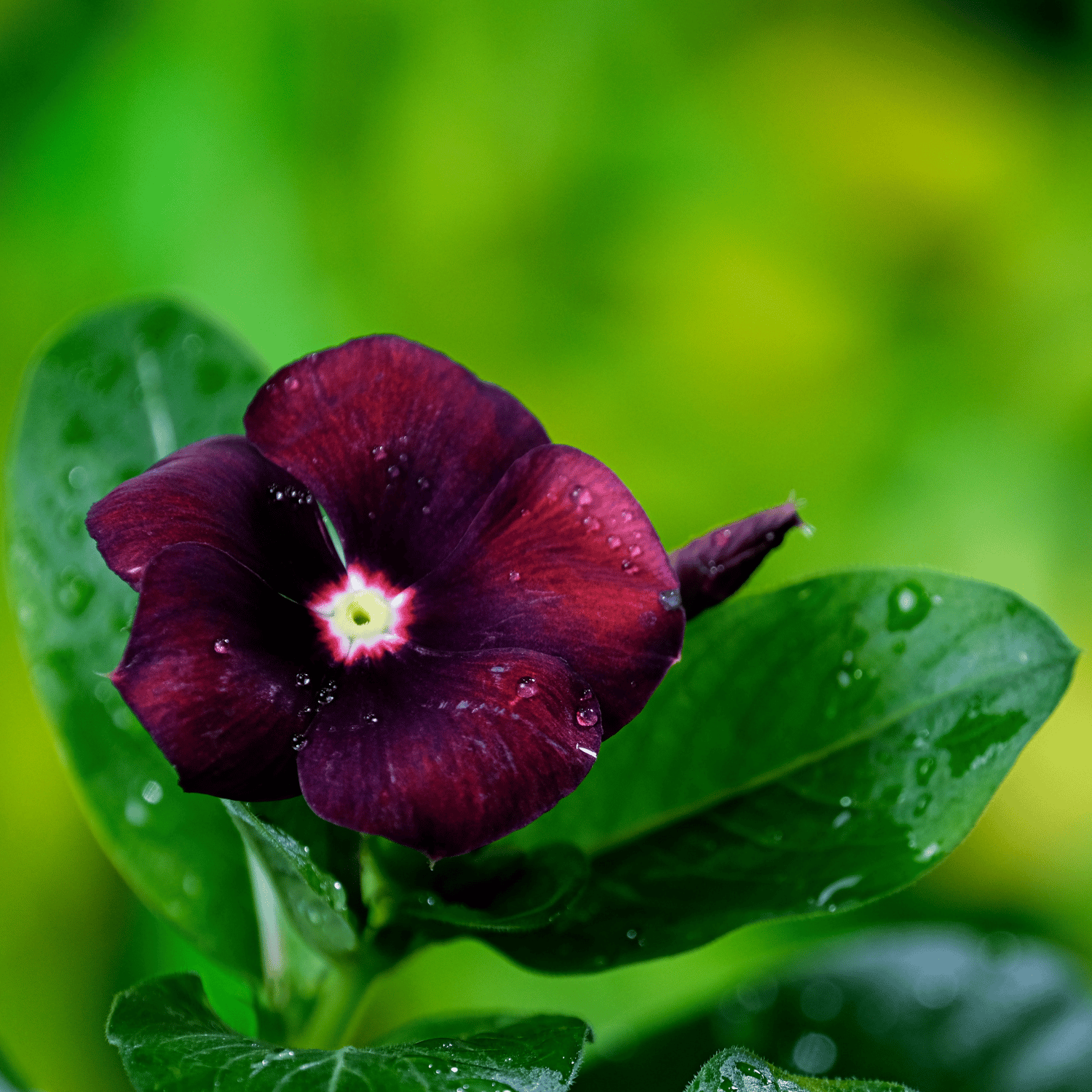 Vinca / Sadabahar (Black Purple) Flower Seeds (Pack of 10 Seeds)
