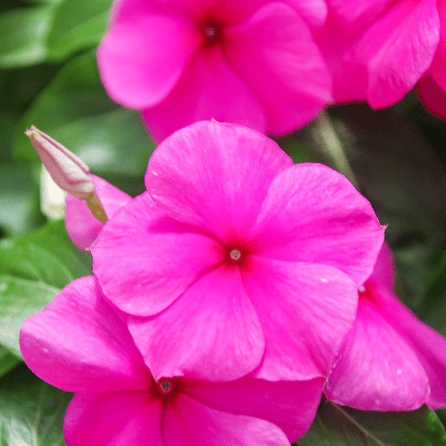 Vinca / Sadabahar (Blueberry) Flower Seeds (Pack Of 10 Seeds)