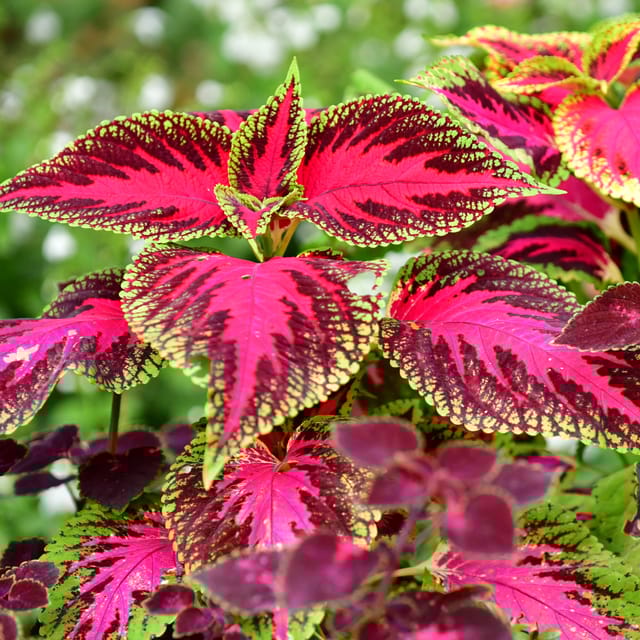 Coleus Mix Indoor Plant Seeds (Pack Of - 20 Seeds)