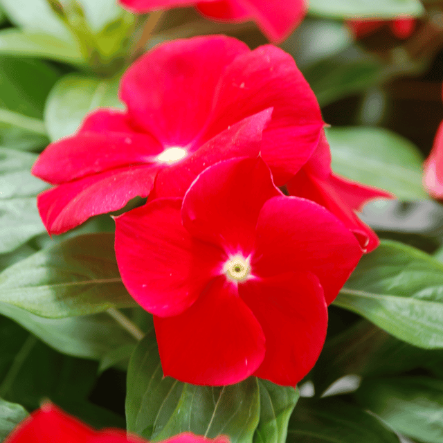Vinca / Sadabahar (Light Red) Flower Seeds(Pack Of 10 Seeds)