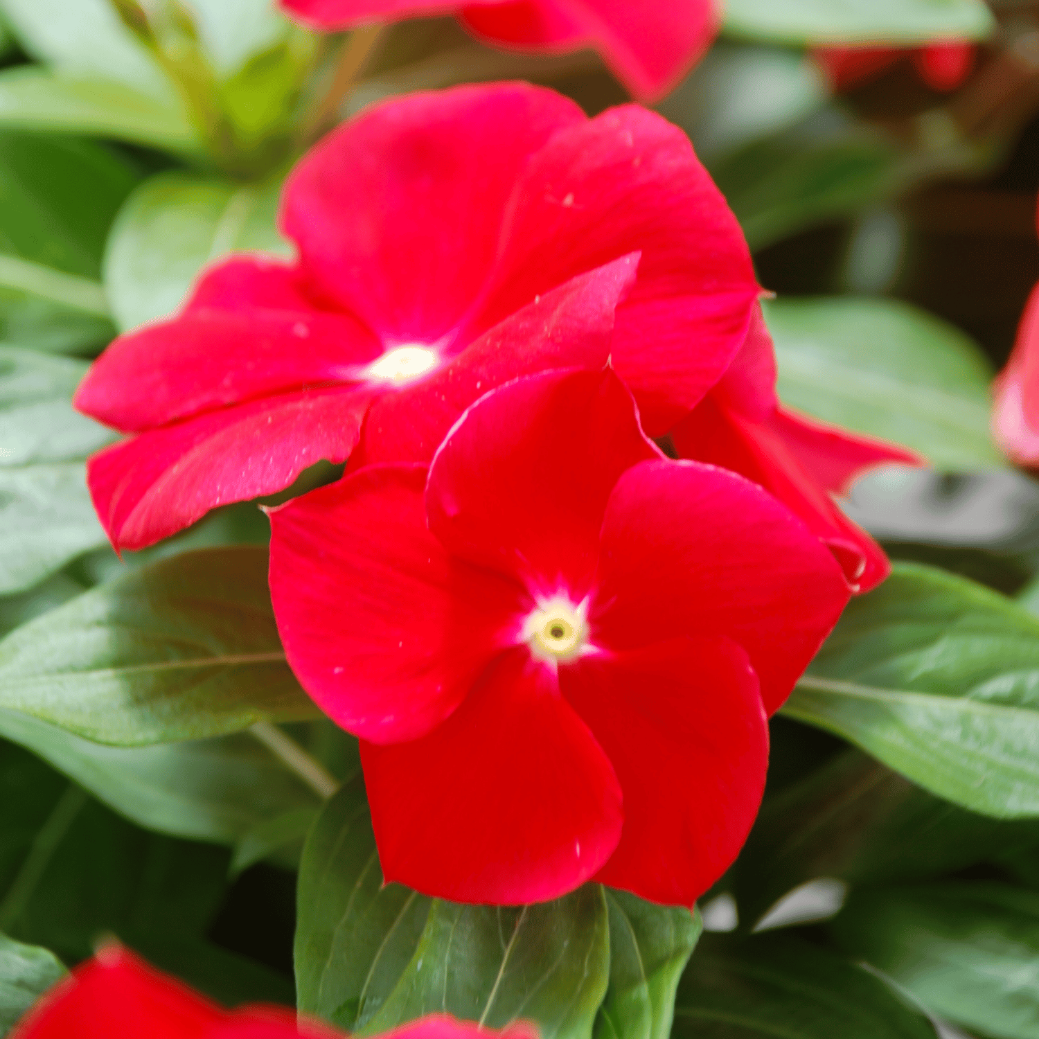 Vinca / Sadabahar (Light Red) Flower Seeds(Pack Of 10 Seeds)