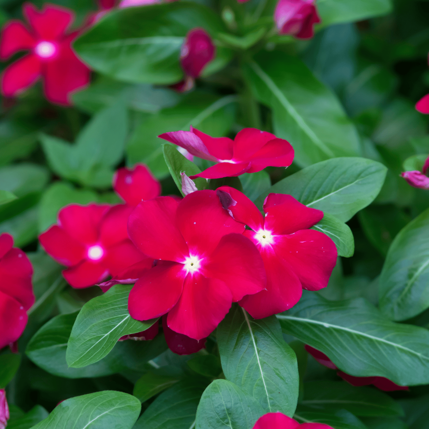 Vinca / Sadabahar (Dark Red) Flower Seeds (Pack Of 10 Seeds)
