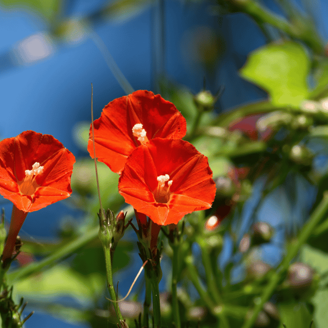 Morning Glory Red Flower Seeds (Pack Of - 15 Seeds)