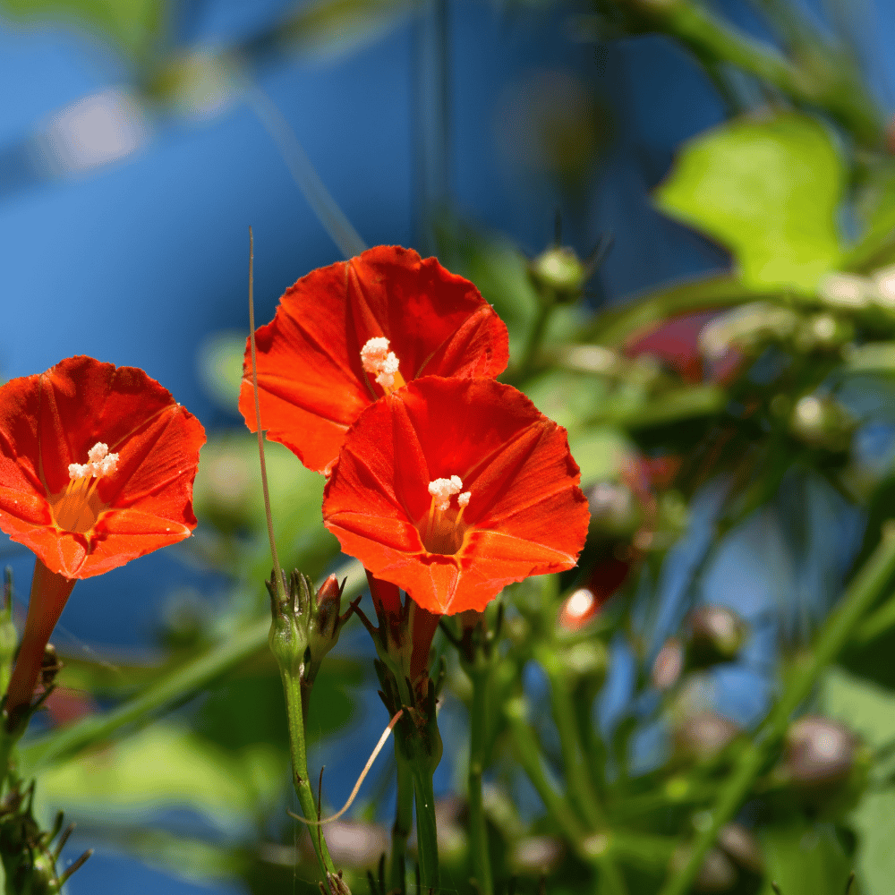 Morning Glory Red Flower Seeds (Pack Of - 15 Seeds)