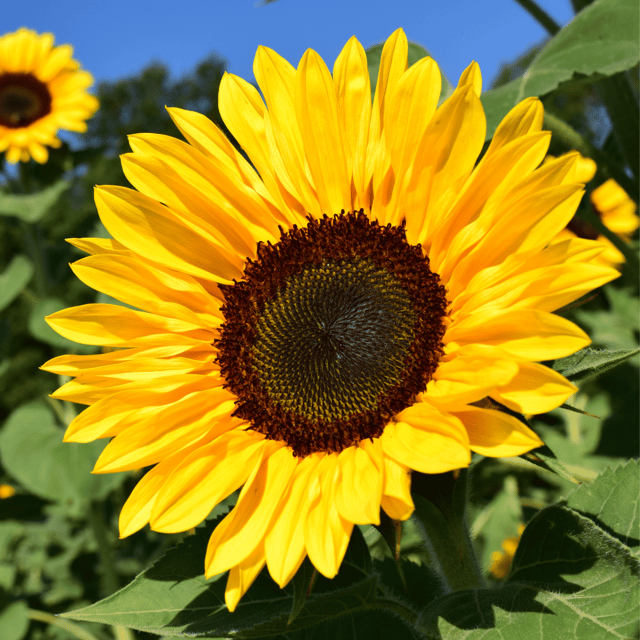 Sunflower Giant (Yellow) Flower Seeds (Pack Of 15 Seeds)