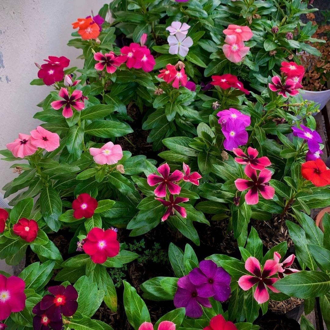 Vinca / Sadabahar / Periwinkle Mix Flower Seeds  (Pack Of - 40 Seeds)